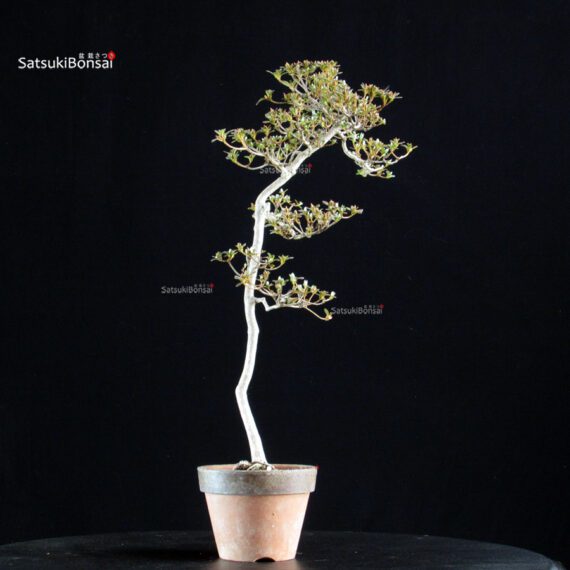 Azalea Satsuki KAKUO - immagine 4