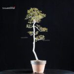 Azalea Satsuki KAKUO - immagine 5