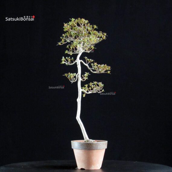 Azalea Satsuki KAKUO - immagine 5