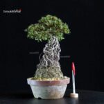 Azalea Satsuki HI-NO-MARU