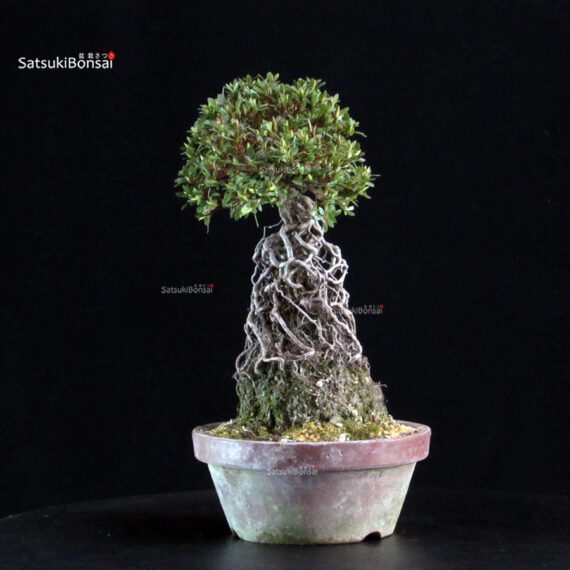 Azalea Satsuki HI-NO-MARU - immagine 4