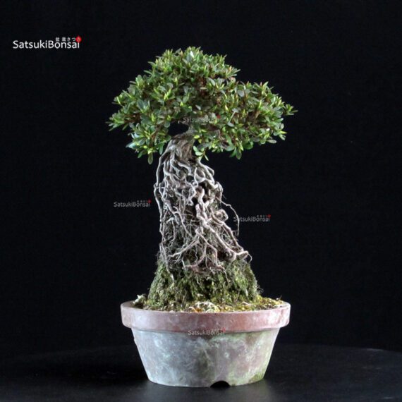 Azalea Satsuki HI-NO-MARU - immagine 3