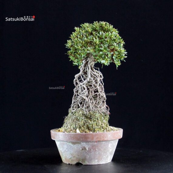 Azalea Satsuki HI-NO-MARU - immagine 5