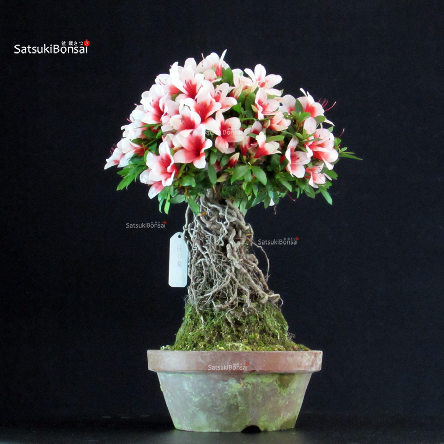 6384_5-Satsuki-Hi-no-maru Azalea Satsuki HI-NO-MARU - immagine 1