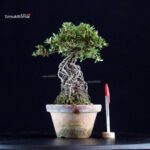 Azalea Satsuki NISSHO-NO-HIKARI