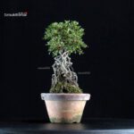 Azalea Satsuki NISSHO-NO-HIKARI - immagine 5