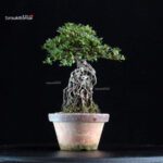 Azalea Satsuki NISSHO-NO-HIKARI - immagine 4