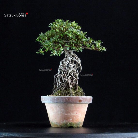 Azalea Satsuki NISSHO-NO-HIKARI - immagine 4