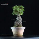 Azalea Satsuki NISSHO-NO-HIKARI - immagine 3