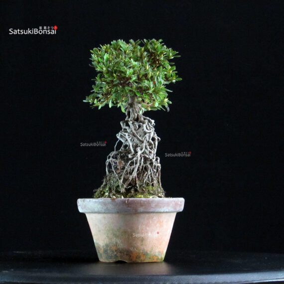 Azalea Satsuki NISSHO-NO-HIKARI - immagine 3