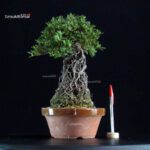 Azalea Satsuki MISORA