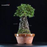 Azalea Satsuki MISORA - immagine 4