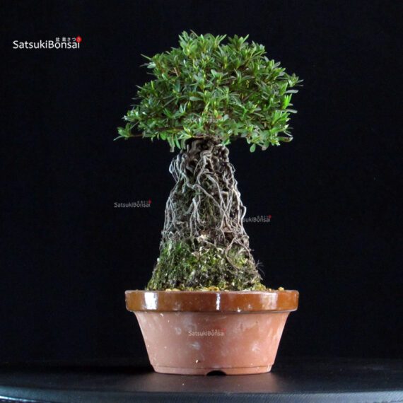 Azalea Satsuki MISORA - immagine 4