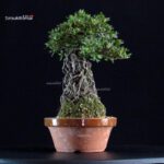 Azalea Satsuki MISORA - immagine 3