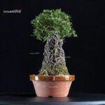 Azalea Satsuki MISORA - immagine 2