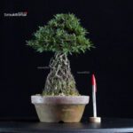 Azalea Satsuki SHORIN