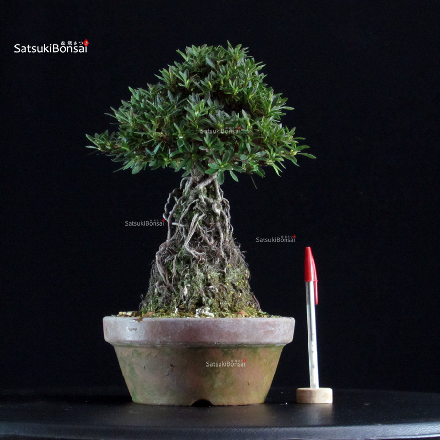 6387_1-Rhododendron indicum satsuki KORIN Azalea Satsuki SHORIN - immagine 1