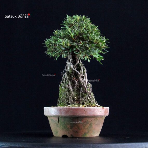 Azalea Satsuki SHORIN - immagine 4