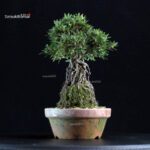 Azalea Satsuki SHORIN - immagine 3