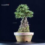 Azalea Satsuki SHORIN - immagine 2