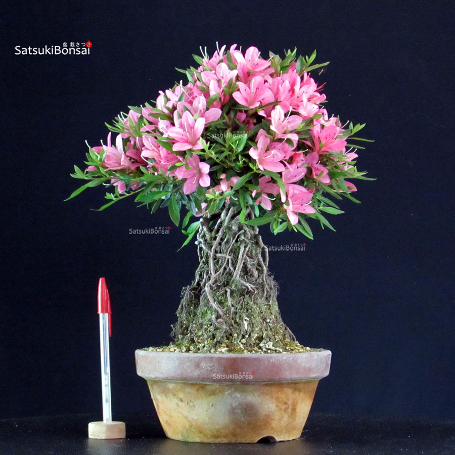 6387_5-Satsuki Shorin Azalea Satsuki SHORIN - immagine 1
