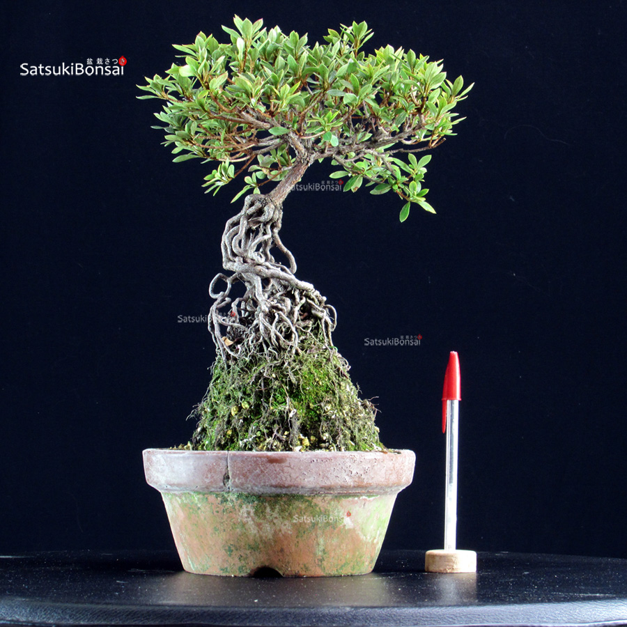 6388_1-Rhododendron indicum satsuki KOKUKONOTSUKI Azalea Satsuki KOKUKO-NO-TSUKI - immagine 1