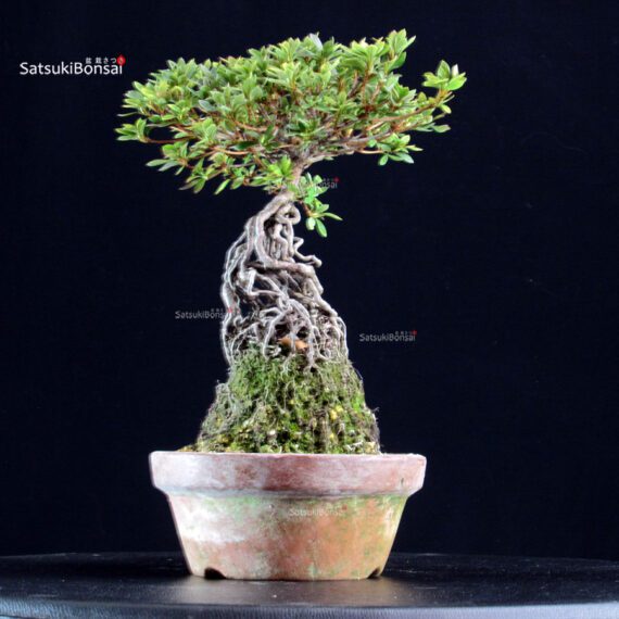 Azalea Satsuki KOKUKO-NO-TSUKI - immagine 4