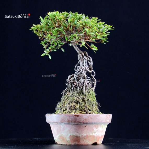 Azalea Satsuki KOKUKO-NO-TSUKI - immagine 3