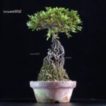 Azalea Satsuki KOKUKO-NO-TSUKI - immagine 2