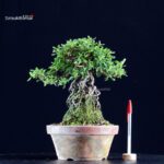 Azalea Satsuki MIHABI-NO-IZUMI