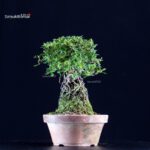 Azalea Satsuki MIHABI-NO-IZUMI - immagine 3