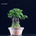 Azalea Satsuki MIHABI-NO-IZUMI - immagine 2