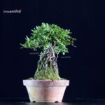 Azalea Satsuki MIHABI-NO-IZUMI - immagine 4