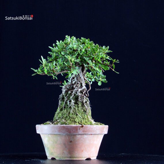 Azalea Satsuki MIHABI-NO-IZUMI - immagine 4