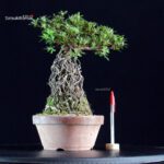 Azalea Satsuki AOZORA