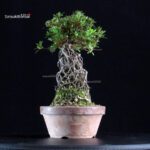 Azalea Satsuki AOZORA - immagine 5