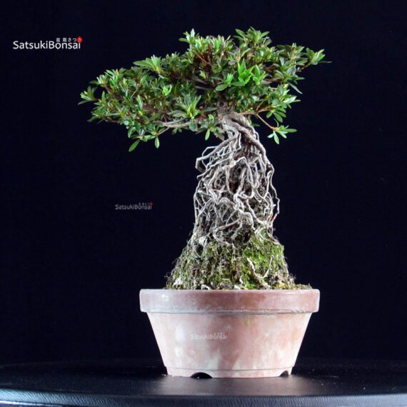 Azalea Satsuki AOZORA - immagine 4