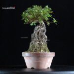 Azalea Satsuki AOZORA - immagine 3