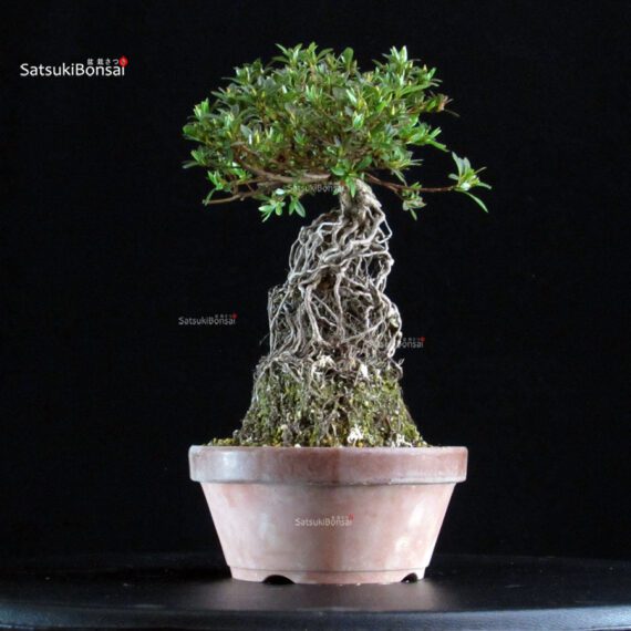 Azalea Satsuki AOZORA - immagine 3