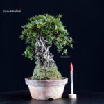 Azalea Satsuki HI-NO-MARU