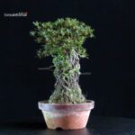 Azalea Satsuki HI-NO-MARU - immagine 5