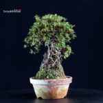 Azalea Satsuki HI-NO-MARU - immagine 4