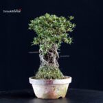 Azalea Satsuki HI-NO-MARU - immagine 3