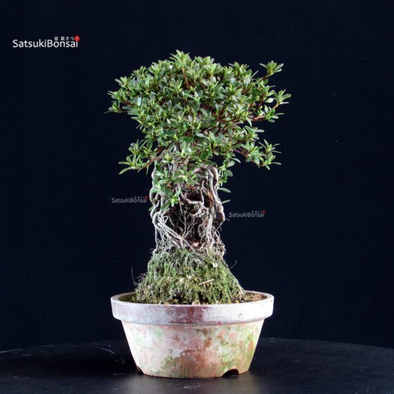 Azalea Satsuki HI-NO-MARU - immagine 3