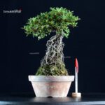 Azalea Satsuki AOZORA