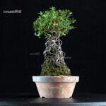 Azalea Satsuki AOZORA - immagine 5