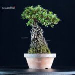 Azalea Satsuki AOZORA - immagine 4