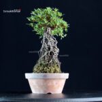 Azalea Satsuki AOZORA - immagine 3