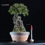 Azalea Satsuki NYOHOZAN