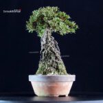 Azalea Satsuki NYOHOZAN - immagine 5